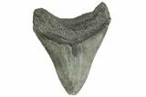 Bargain, Fossil Megalodon Tooth - South Carolina #362440-1